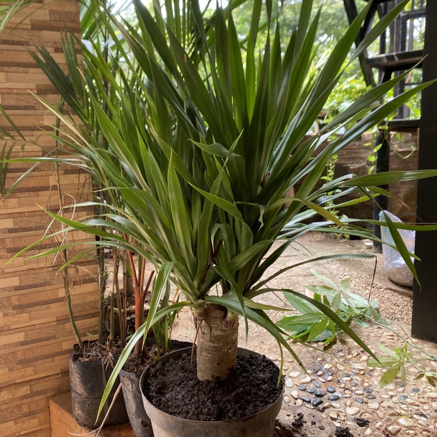 Tanaman hias pandan bali / pandan bali sudah bercabang