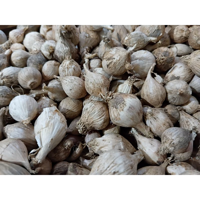 

500 Gram Bawang Putih Lanang Lokal Herbal