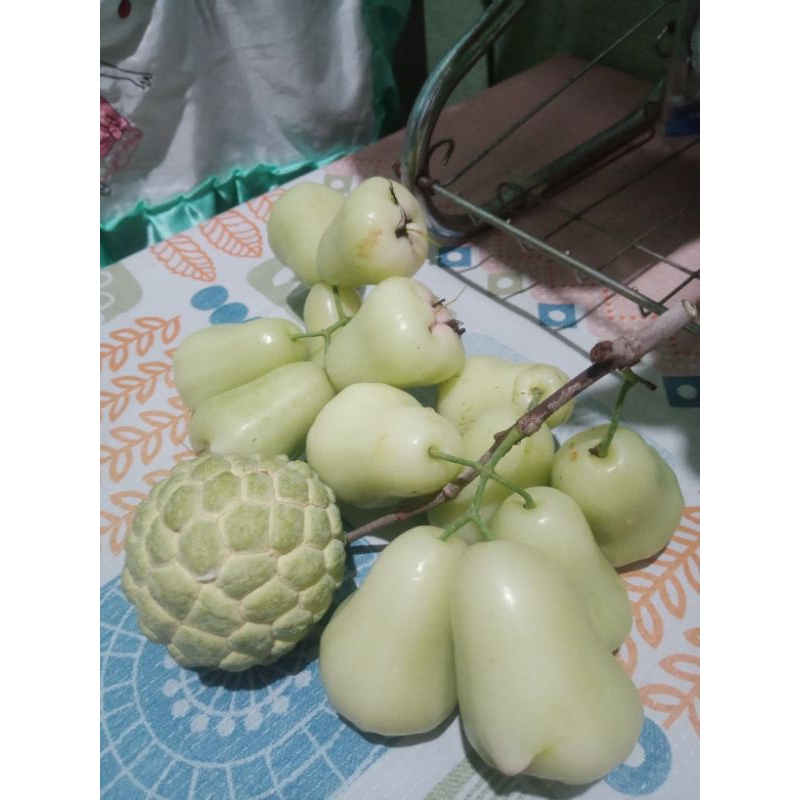 

indukan jambu air madu deli berbunga