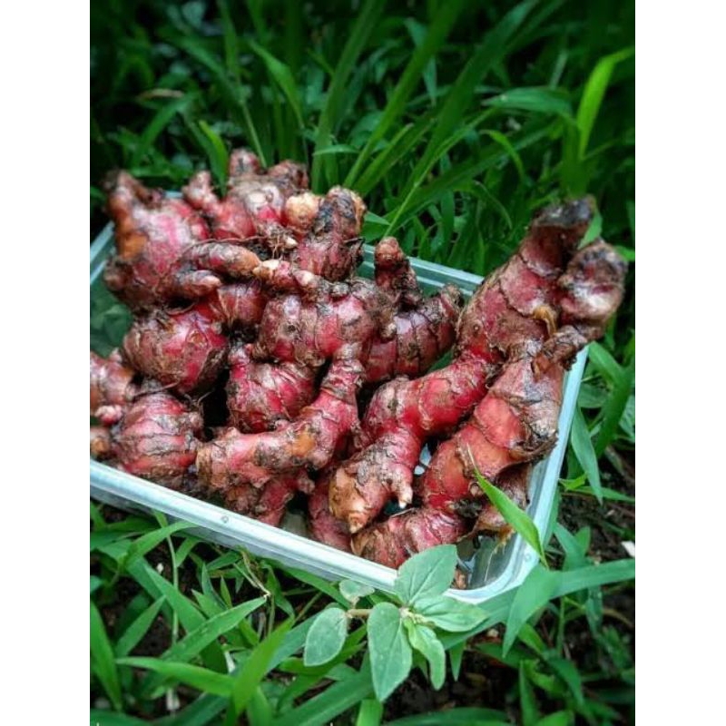 

Jahe Merah Segar 250gr