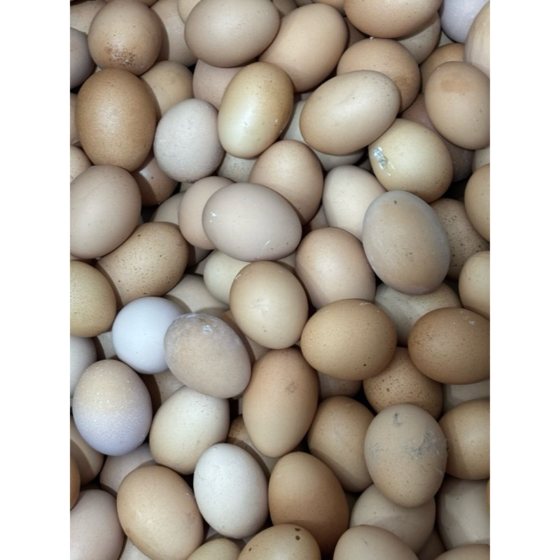 

Telur Ayam Negeri isi 10 pcs per pack