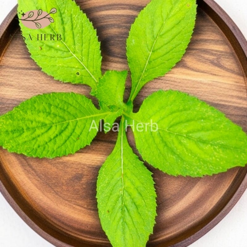 

Daun sintrong segar untuk lalapan berkhasiat