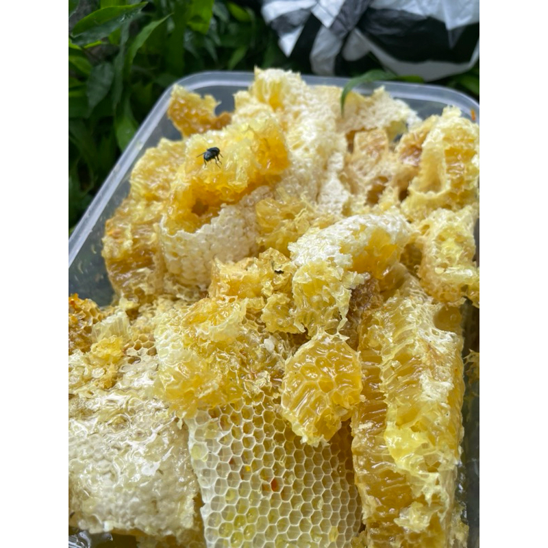 

madu + sarang