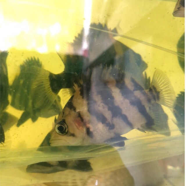 fuzzy bar for collection sultan size 7.8 cm