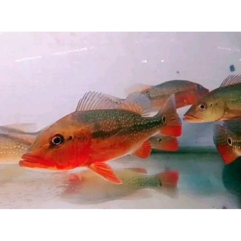 Pbass Fogo good Marking Size 6-7cm realsize bergaransi COD hiasan aquarium termurah