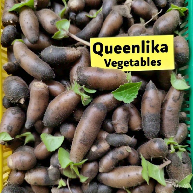 

1 kg kentang klici kentang hitam kentang bulu kumbili Plectranthus rotundifolius