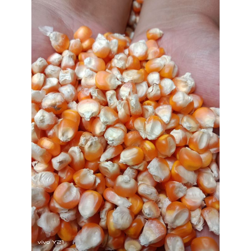 

beunih jagung rokal 250/gram