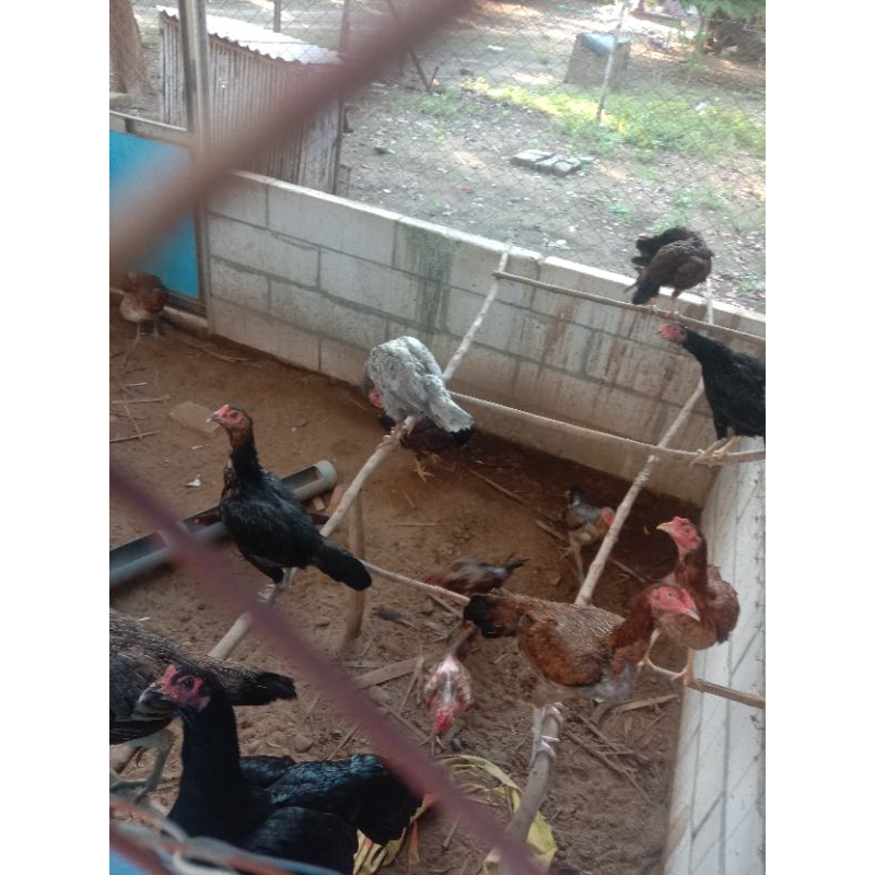 Ayam Babon Bangkok/pama/pakhoy