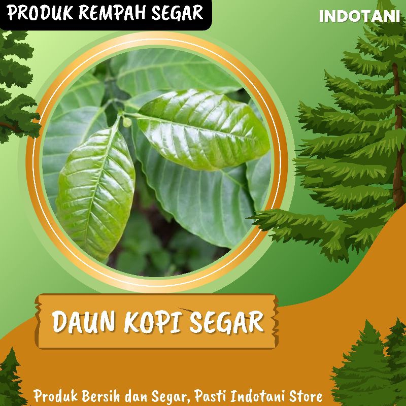 

INDOTANI_ Daun Kopi Segar 250gr / Daun Kopi Kawa / Kopi Kawa Daun / Daun Kopi Robusta Original