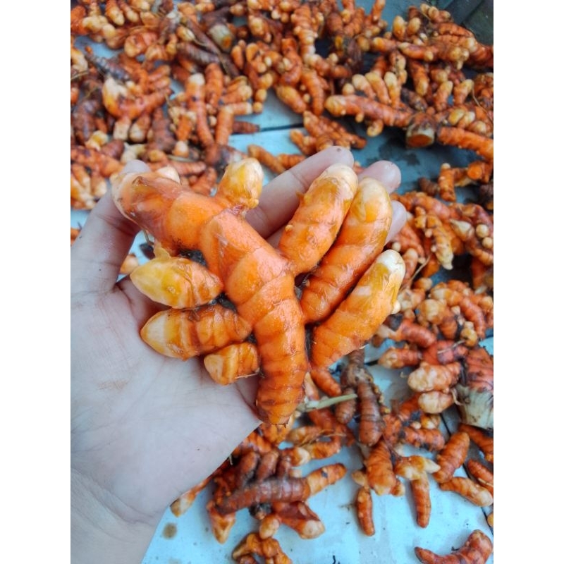 

kunir kunyit 1kg