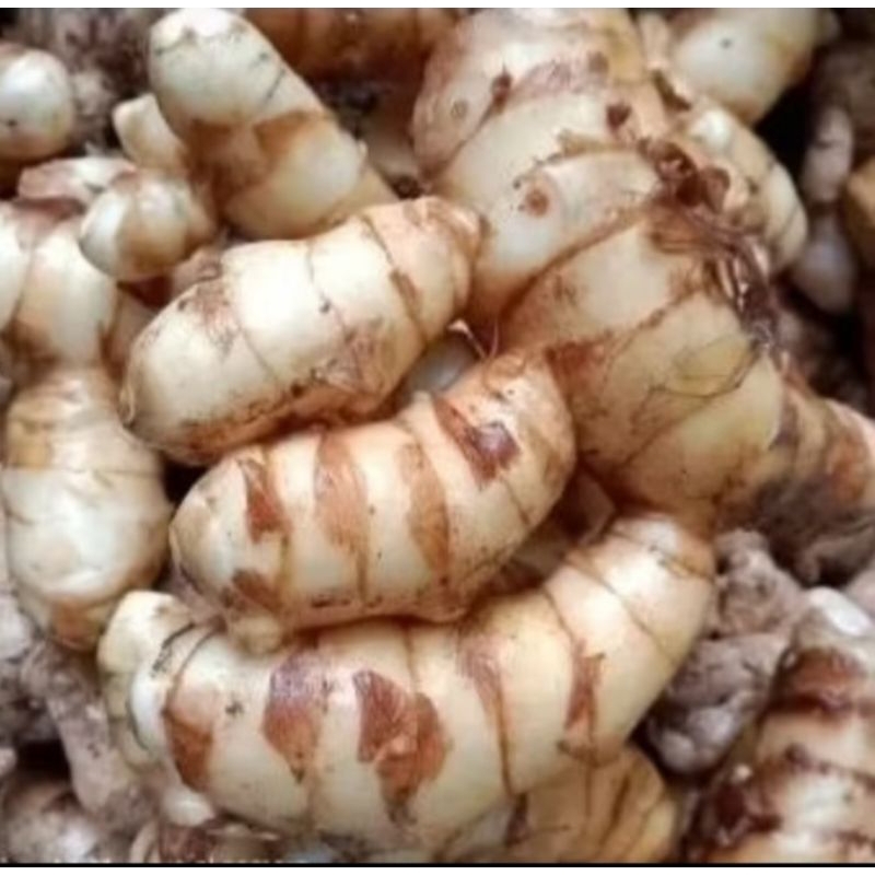 

TEMU IRENG / KUNYIT PUTIH HERBAL ALAMI FRES 1kg