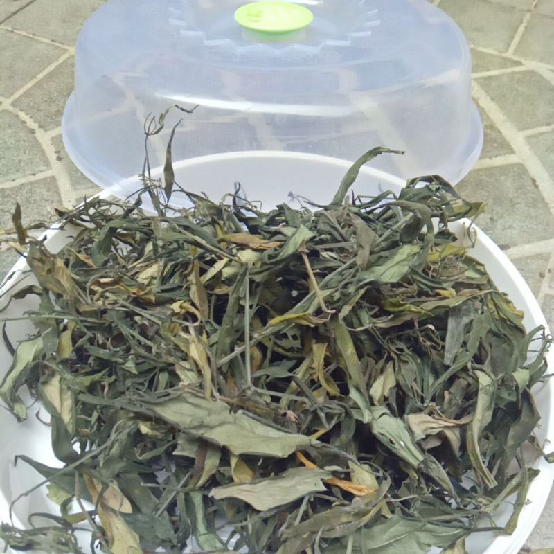 

daun sambiloto kering