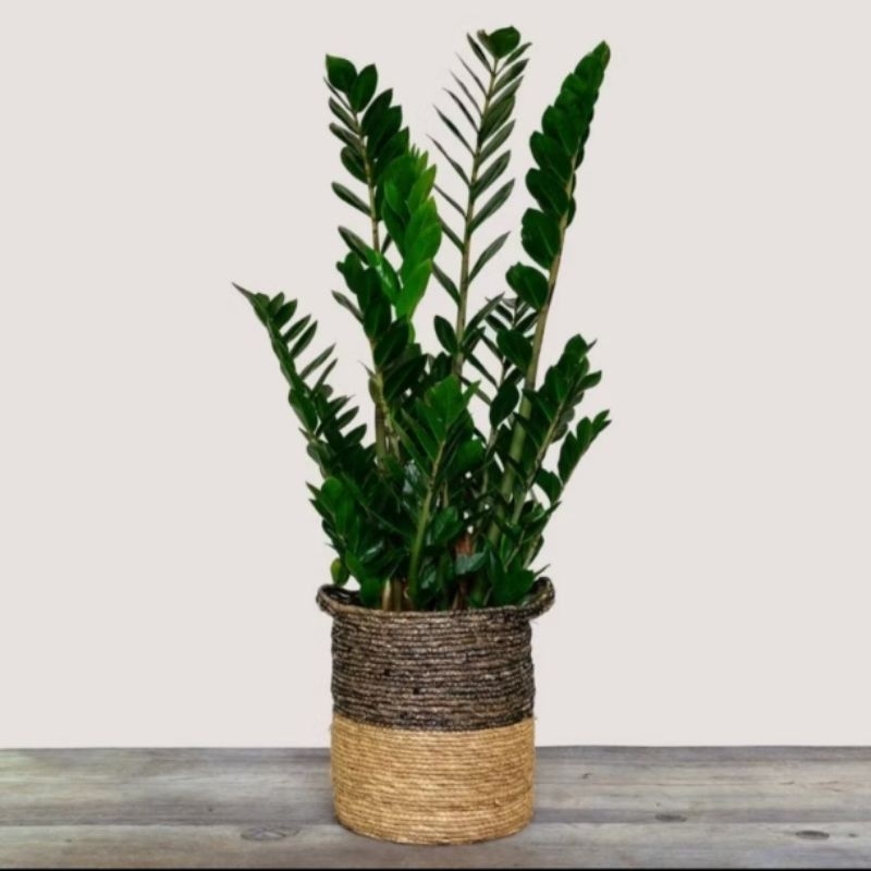 tanaman hias zamia dollar/zamia dollar eoriginal