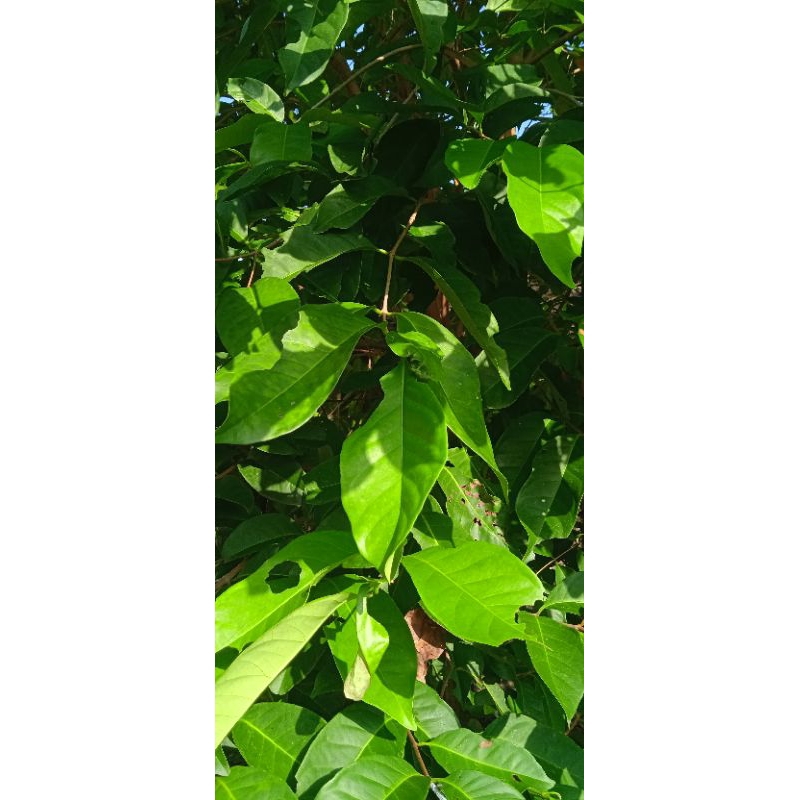 

BISA COD Daun salam segar