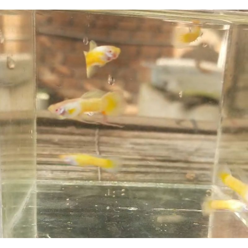 packing sterofoam guppy Albino Full Gold size S+
