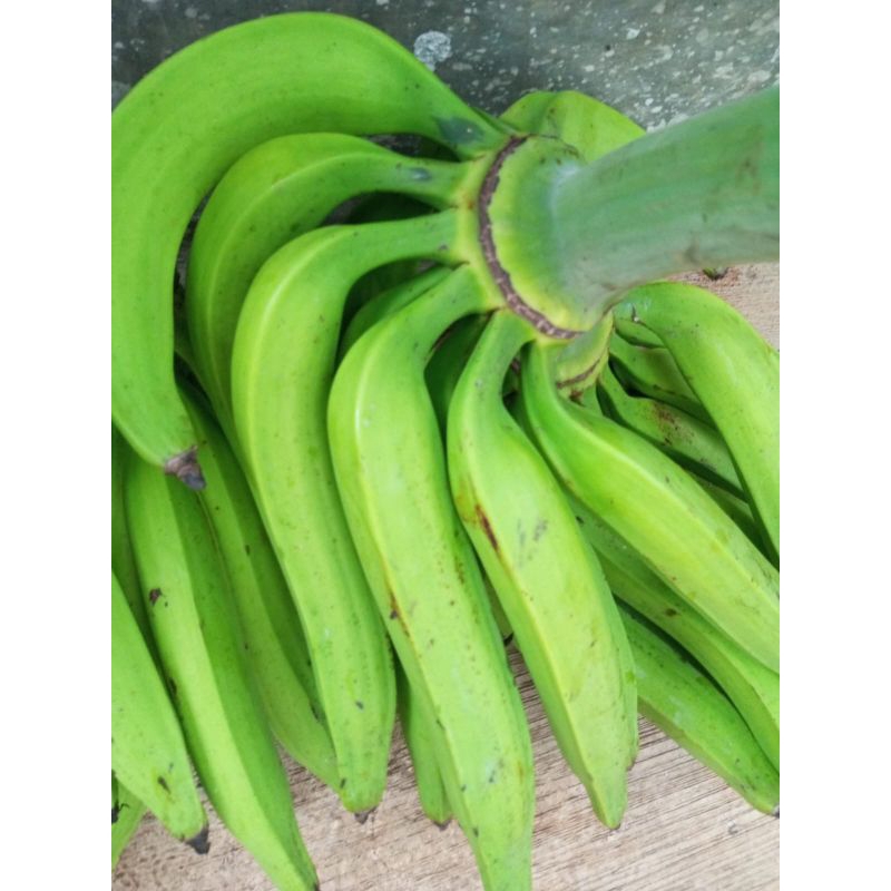 

Pisang tanduk muria.