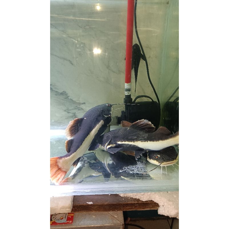RTC jumbo 40cm