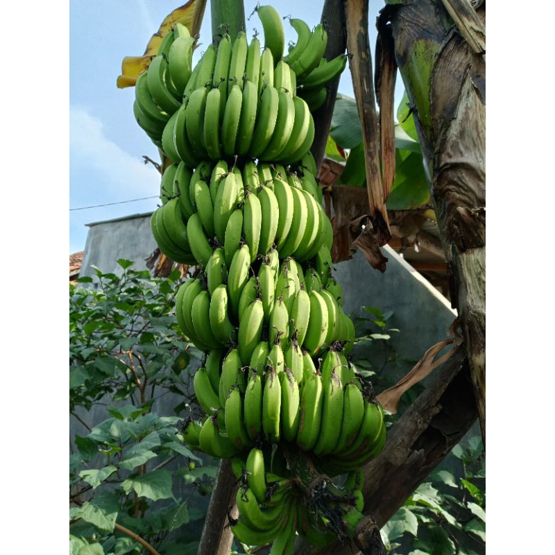 

SATU CENGKEH PISANG