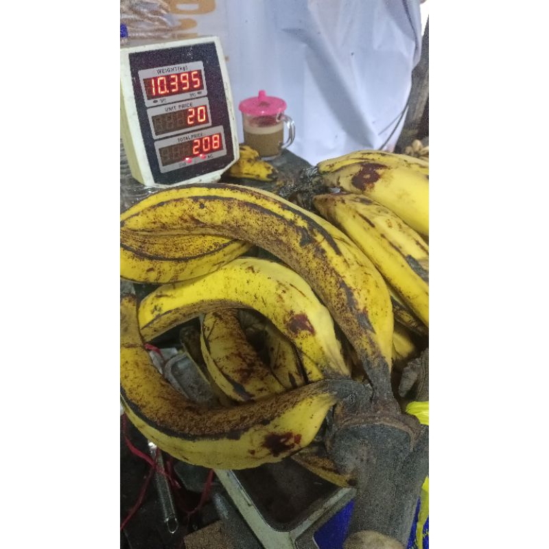 

pisang raja bulu, tanduk super, ambon super, lampeneng, kepok super