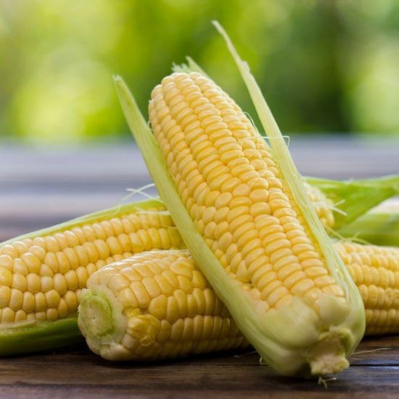 

Jagung Manis Segar Langsung Petik dari Pohon