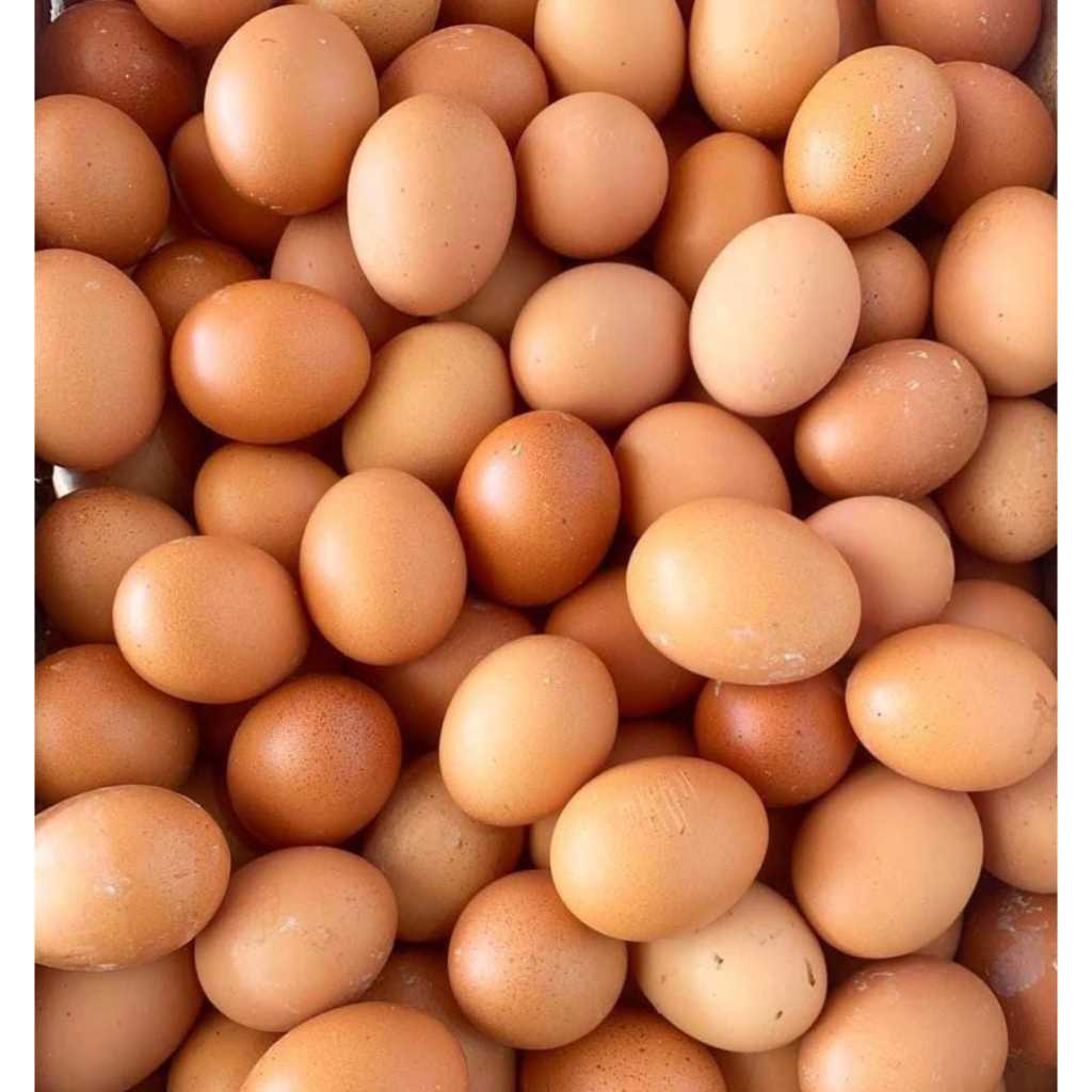 

Telor Ayam Negri l Telor Puyuh l Telor Asih l Jbp_Fresh