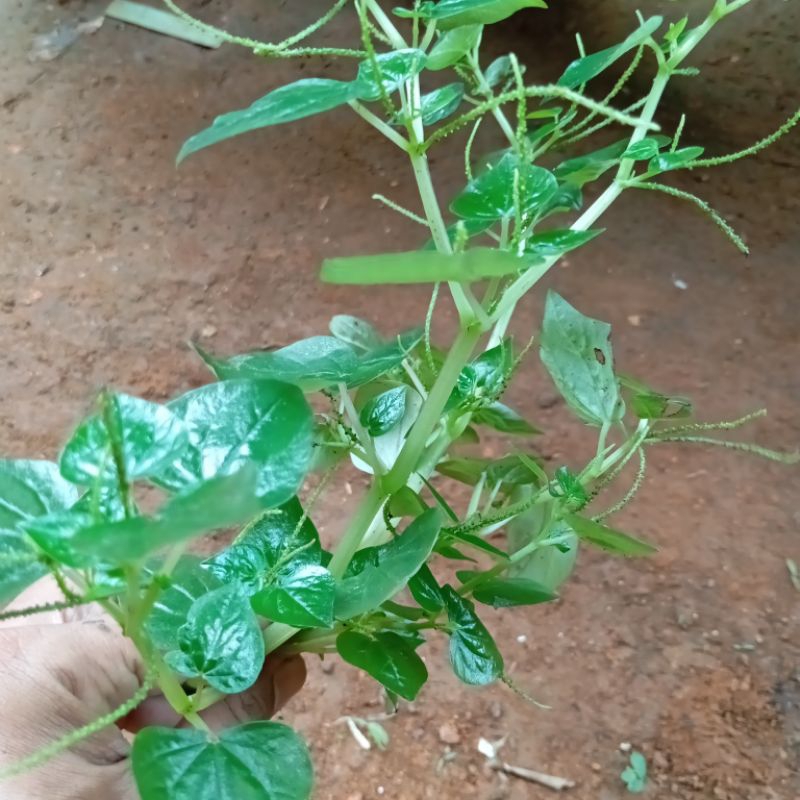 

Terbaik Daun Herbal Sirih Cina / Tumpang Air Segar (100 gram)