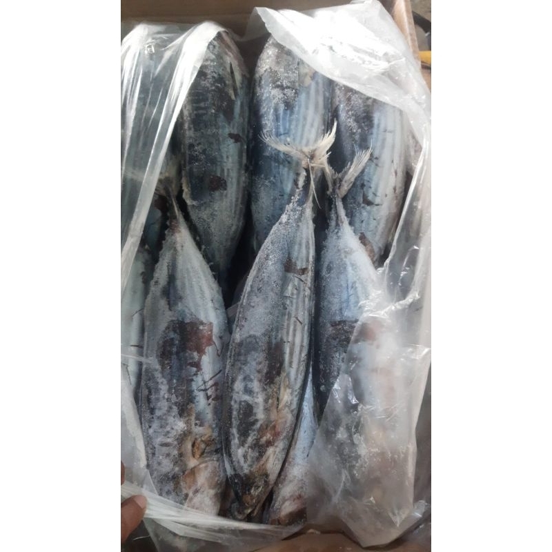 

Ikan Cakalang Utuh 1kg