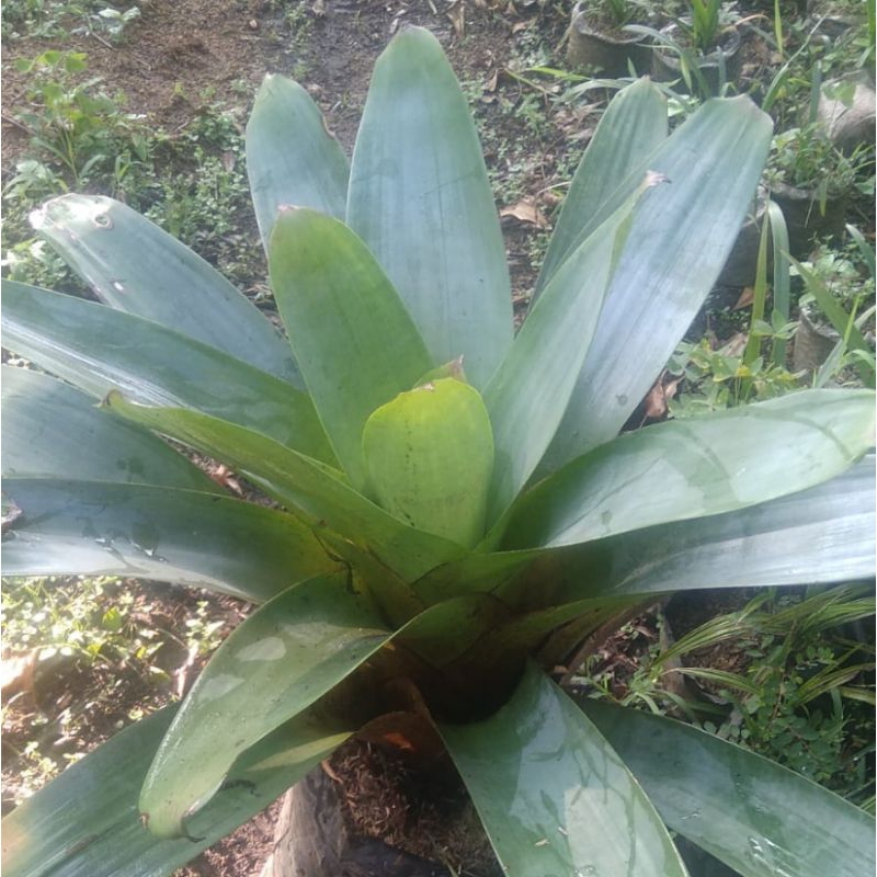 bromelia giant besar