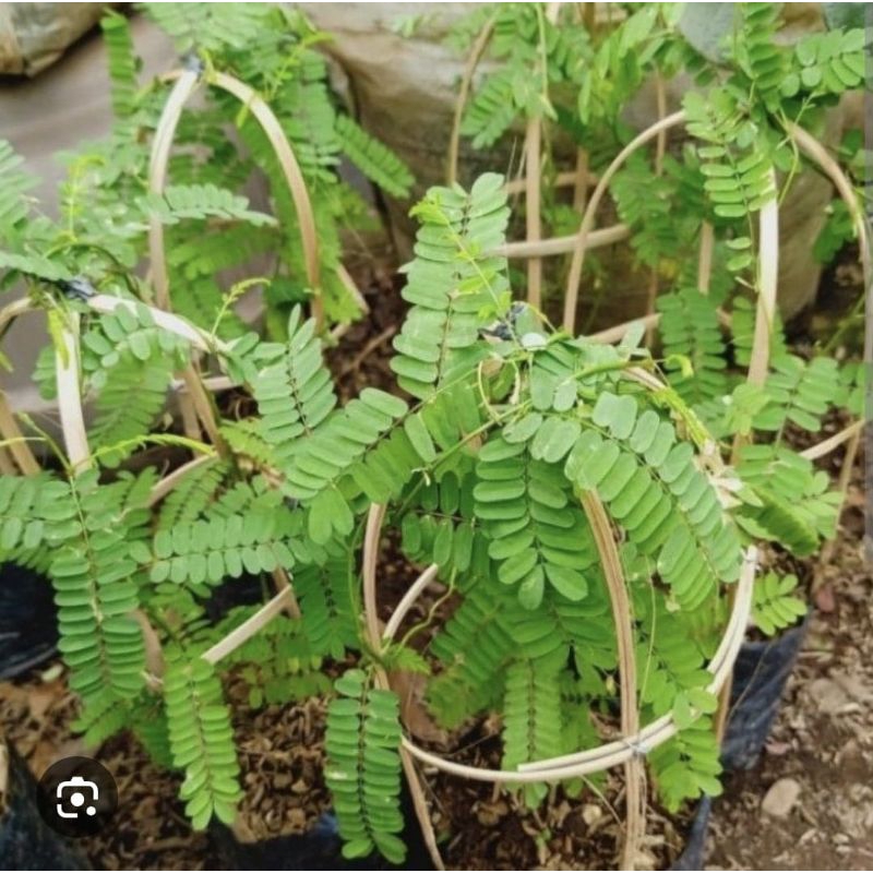 ( BISA COD ) Pohon Daun Saga Tanaman Obat Daun Saga Pohon Saga / Tanaman Herbal Daun Saga / Pohon Da