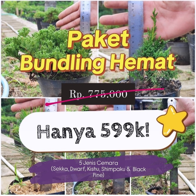 Paket Bundling 5 Cemara Lebih Hemat Cemara Sekka hinoki, cemara Kishu Pingpong, Cemara Shimpaku, Cem