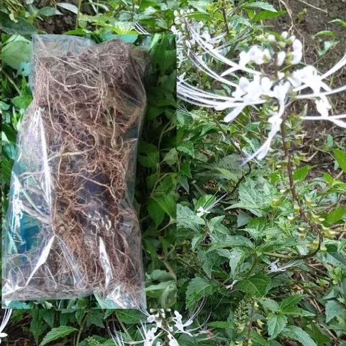 

Akar daun kumis kucing segar 100 gram