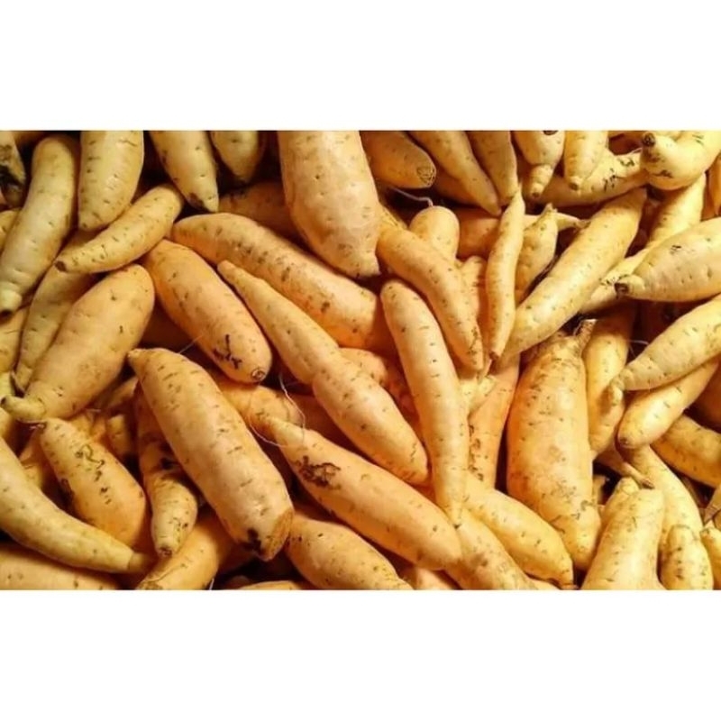 

2 kg ubi Cilembu fresh