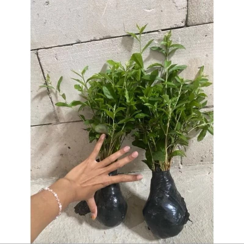 Lee kwan yew panjang 40-50 cm, per polibag isi 3 batang, lee kwan yew panjang *Lee kwan yew panjang 