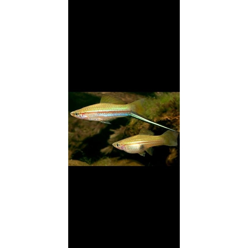 Platis pedang / ikan hias / Hiasan Aquarium