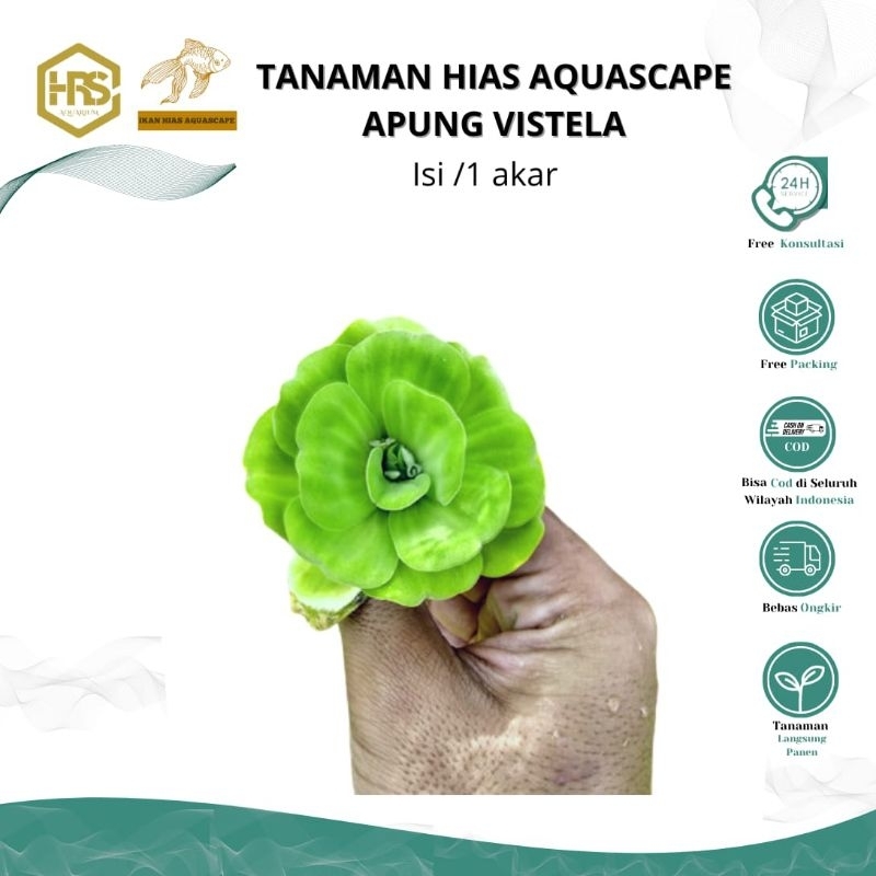 Apung vistela / Tanaman hias / Hiasan Aquarium