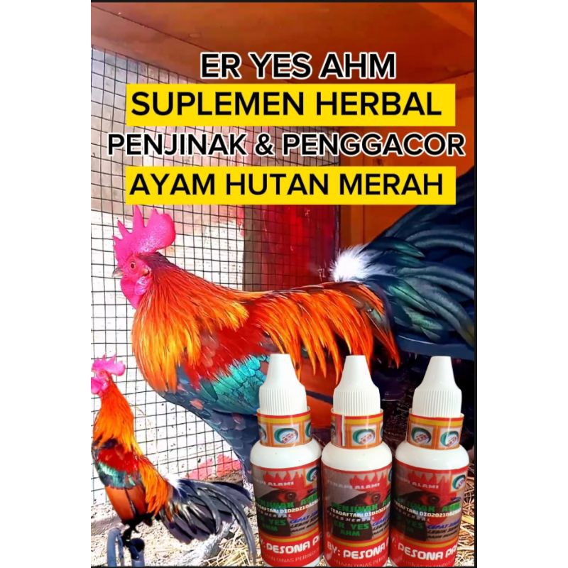 AYAM HUTAN SUPLEMEN PENJINAK & PENGGACOR ER YES AHM AYAM HUTAN MERAH