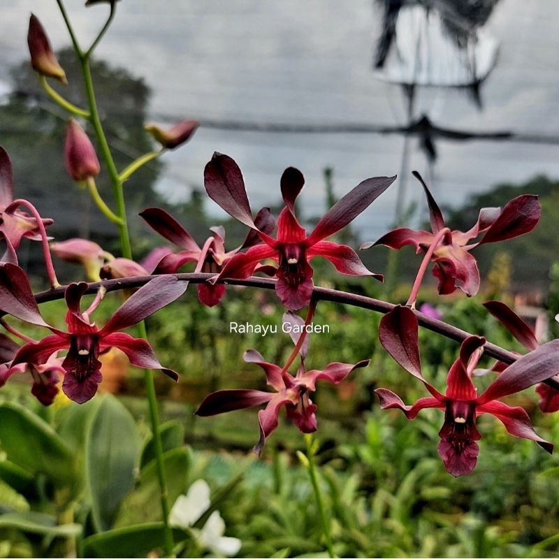 Dendrobium Mini Black Spider Thailand, Dendrobium Maroon Five