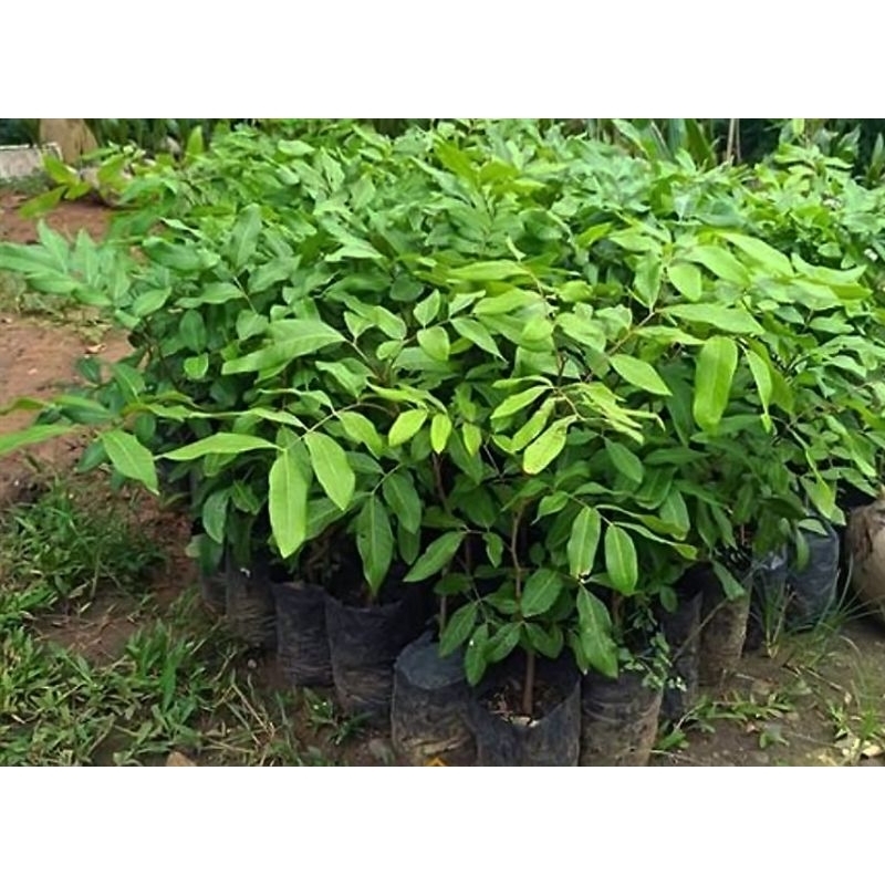 ZUNA¶ Seedling Bibit Kelengkeng