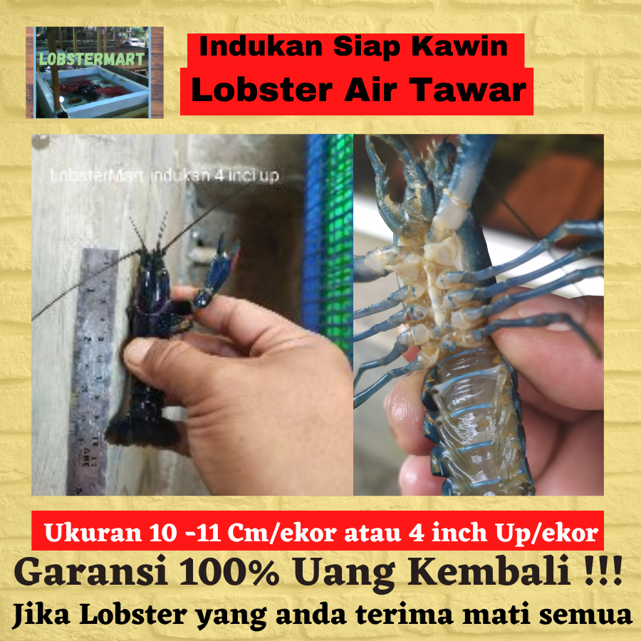 

Lobster Air Tawar Indukan berkualitas ukuran 4 Inch Jenis RedClaw