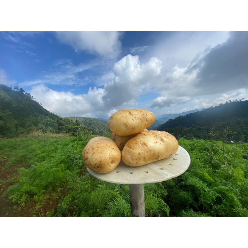 

KENTANG DIENG 1 Kg BESAR isi 5- 9 BIJI | TANI SYUKUR 165