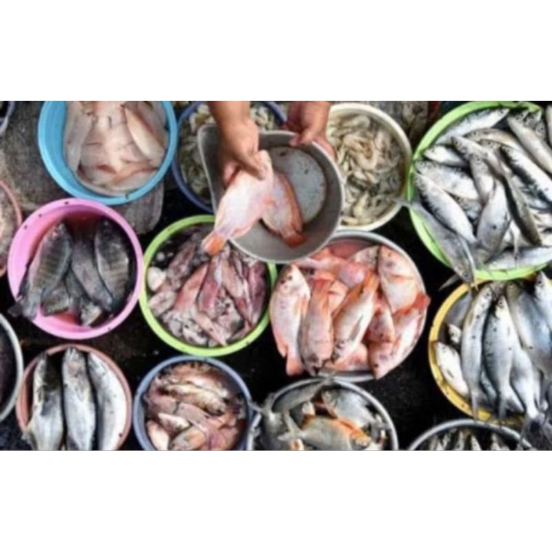 

Ikan segar pasar pagi/ ikan fresh pasar pagi/ ikan pasar pagi