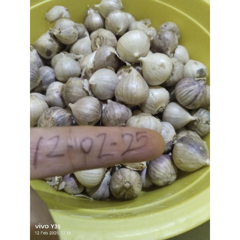 

bawang lanang tunggal import 1Pcs/1biji/1buah ECER