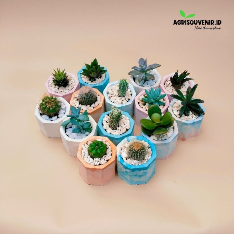 Paket pot gypsum dan Kaktus/sukulen mini lucu termurah / souvenir kaktus / souvenir wedding /souveni