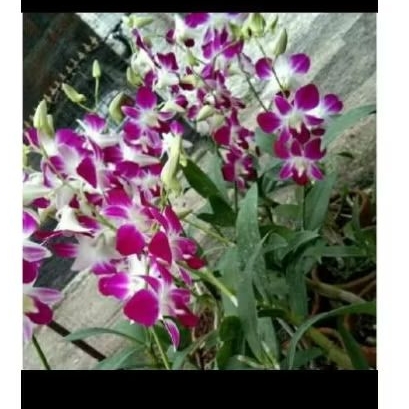 ANGGREK DENDROBIUM SONIA ERSAKUL