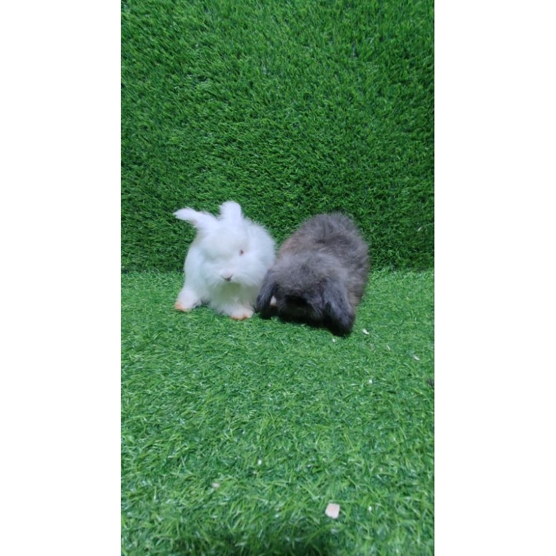 kelinci Fuzzy Lop kelinci anggora bulu lebat umur 2. bulan