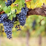 

TFA Grape candy perasa