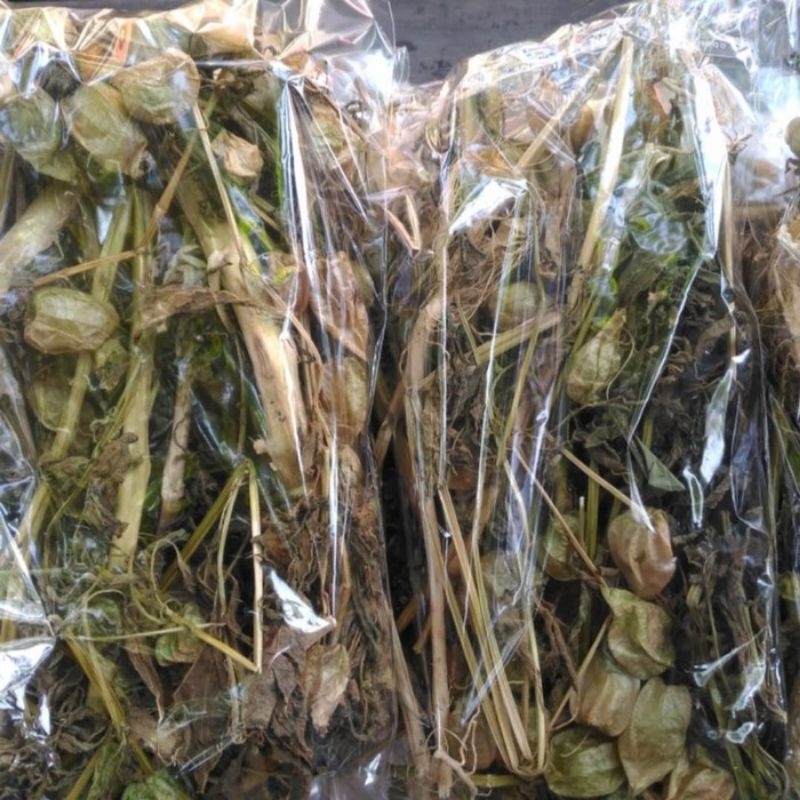

DAUN CIPLUKAN KERING 500g HERBAL ALAMI TANPA EFEK SAMPING