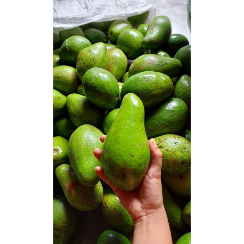 

Alpukat Mentega 1kg premium