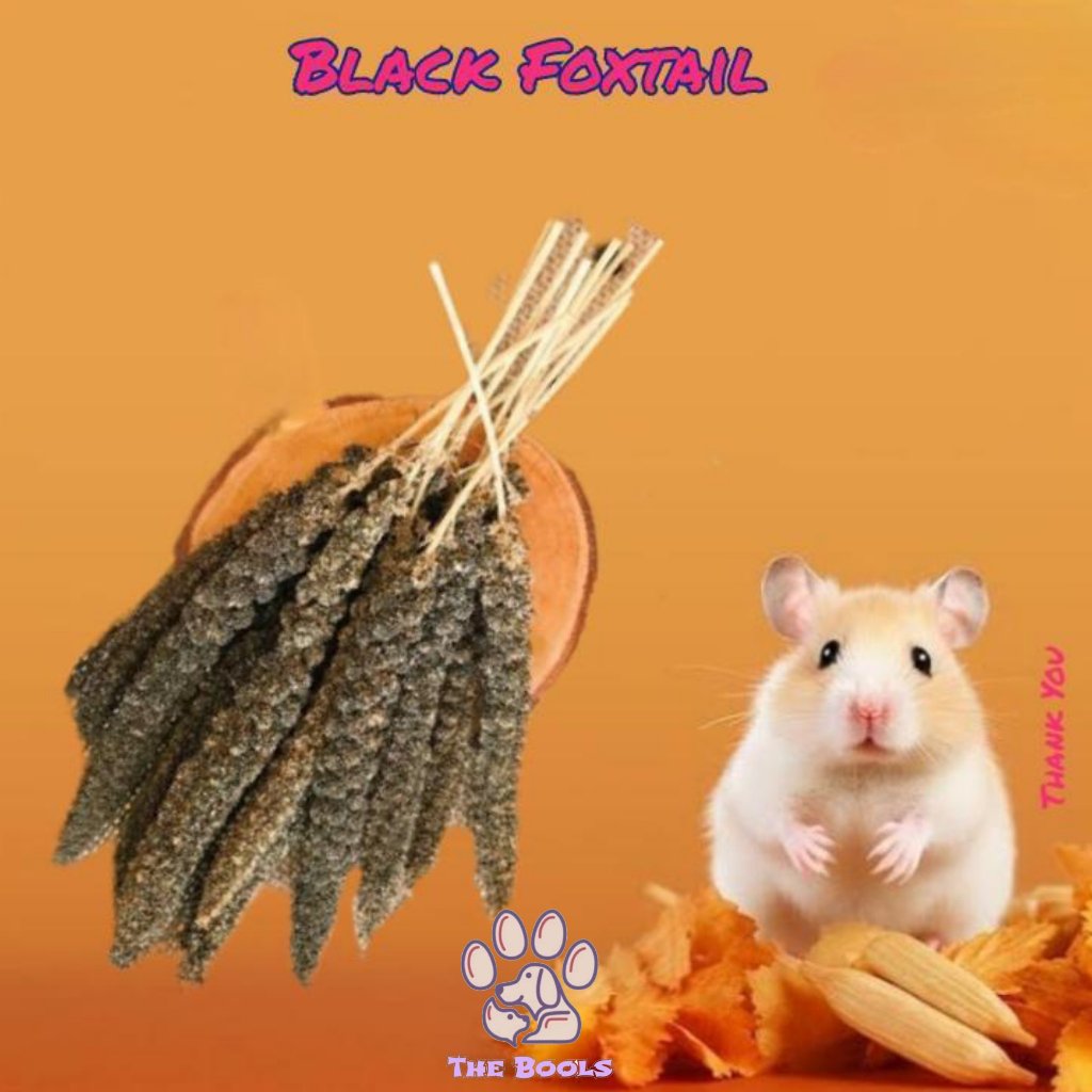 (The Bool's) Black Foxtail / Jewawut Hitam Snack Makanan Hamster, Burung