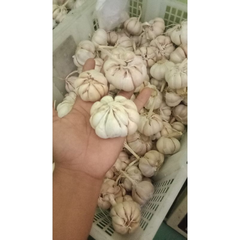 

Bawang putih